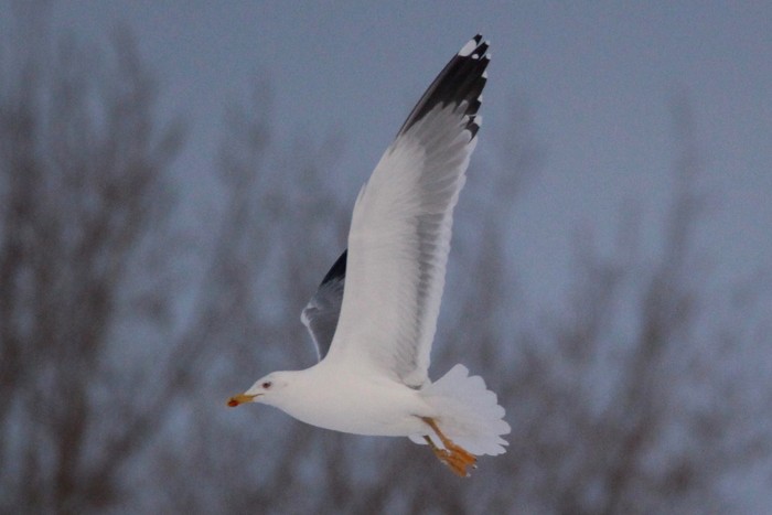 Yellow-legged Gull