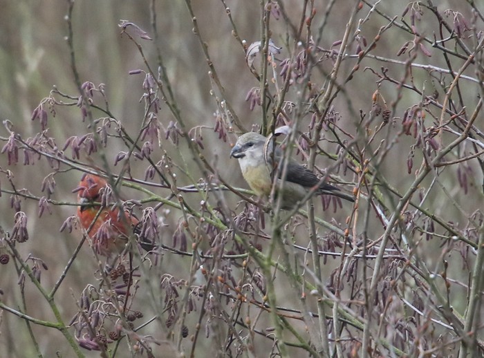 Parrot Crossbill