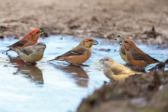 Parrot Crossbill