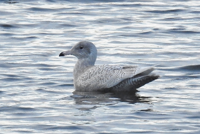 Glaucous Gull