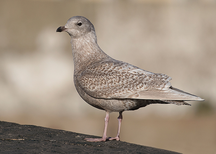 Iceland Gull