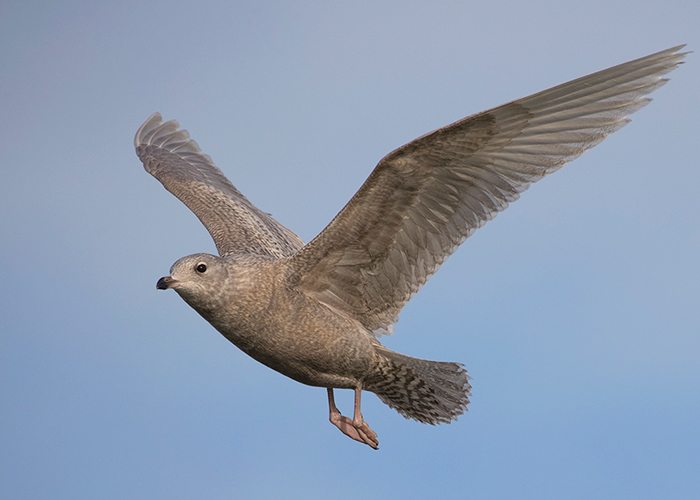 Iceland Gull