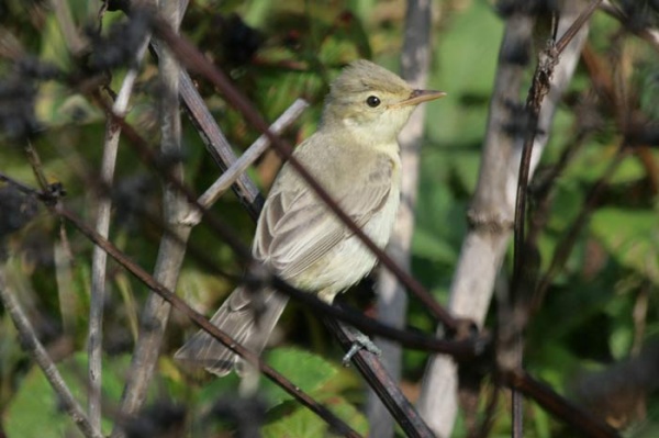 Icterine Warbler