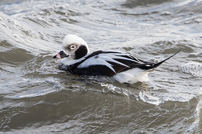 Long-tailed Duck
