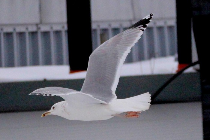 Caspian Gull