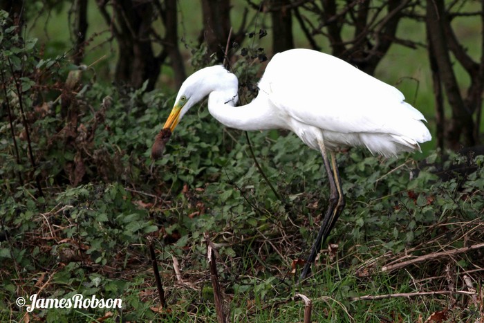 Great White Egret