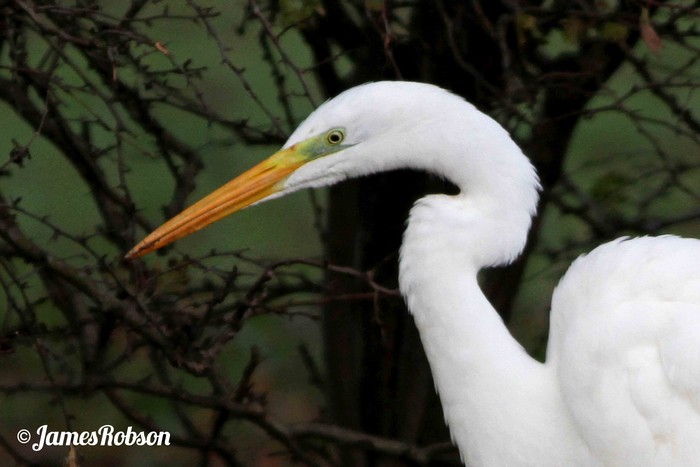 Great White Egret