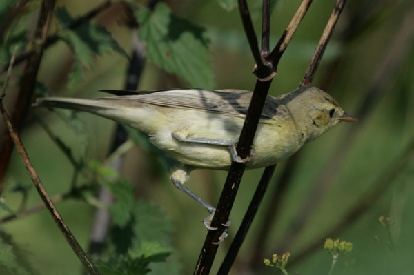 Icterine Warbler
