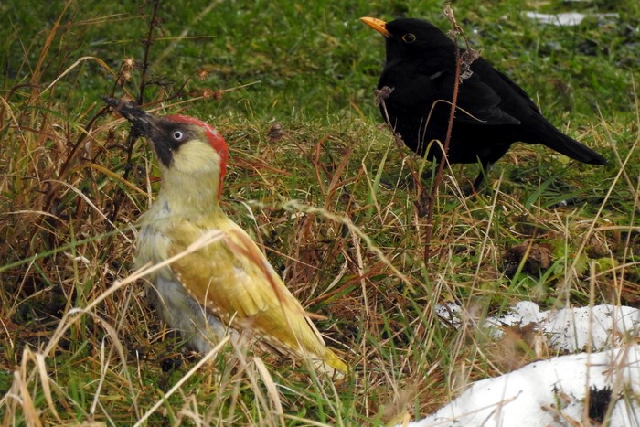 Green Woodpecker