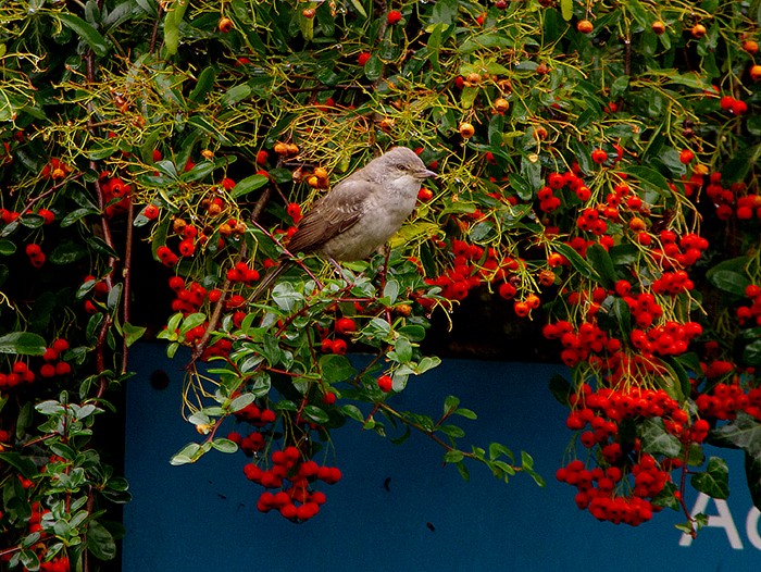 Barred Warbler