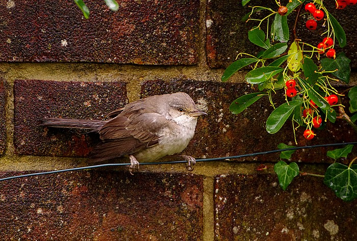 Barred Warbler