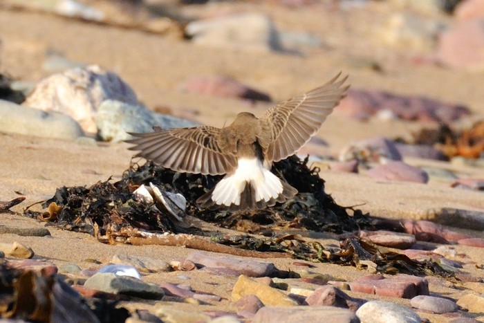 Pied Wheatear