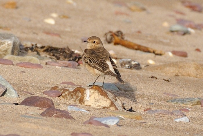 Pied Wheatear