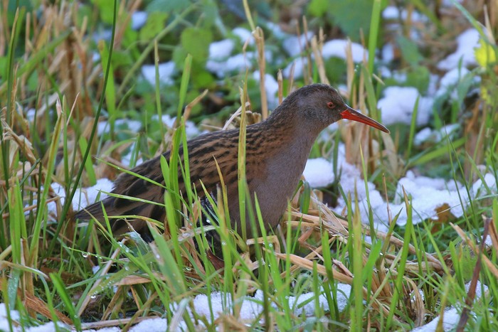 Water Rail