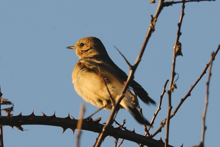 Pied Wheatear