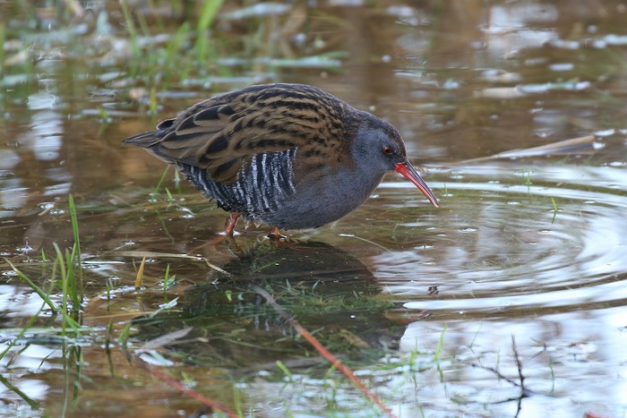 Water Rail