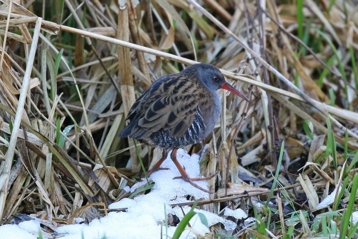 Water Rail