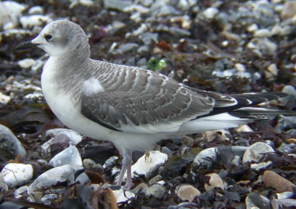 Sabine's Gull