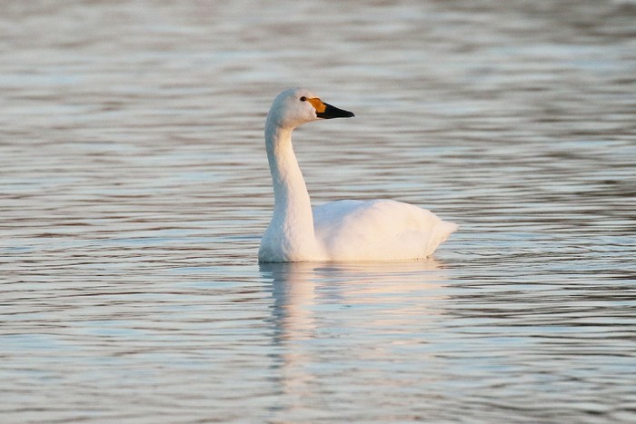 Bewick's Swan
