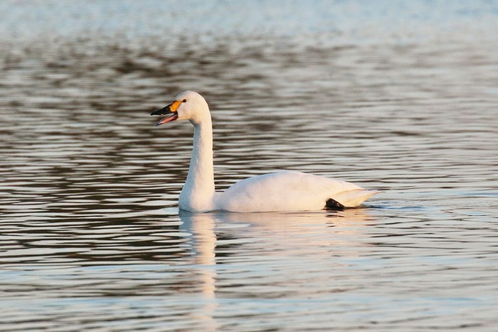 Bewick's Swan
