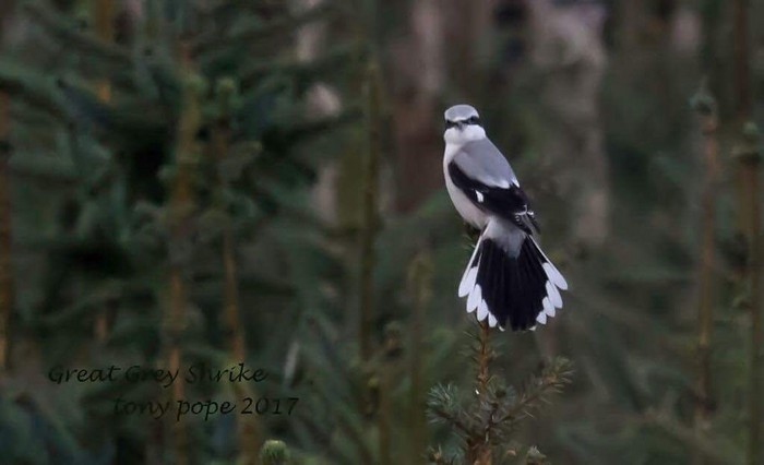Great Grey Shrike