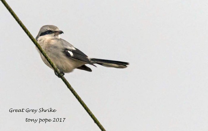 Great Grey Shrike