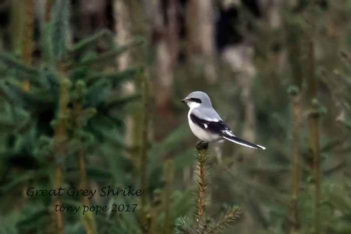 Great Grey Shrike