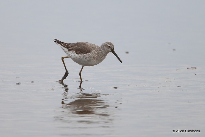 Stilt Sandpiper