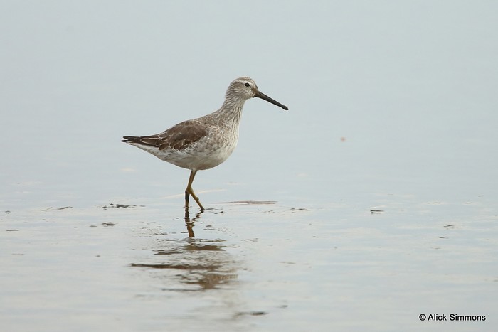 Stilt Sandpiper