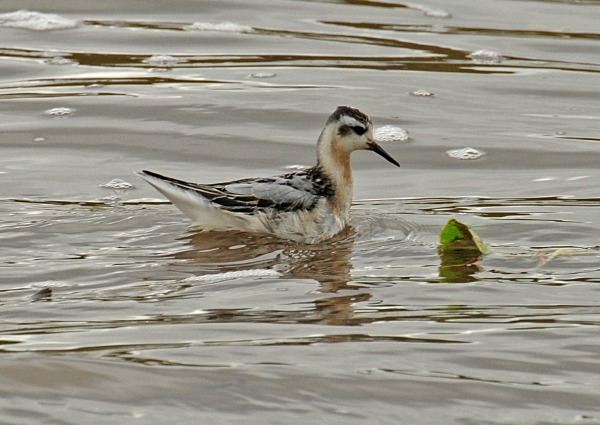Grey Phalarope
