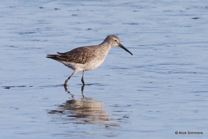 Stilt Sandpiper