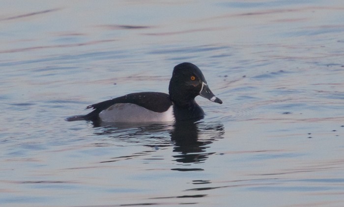 Ring-necked Duck