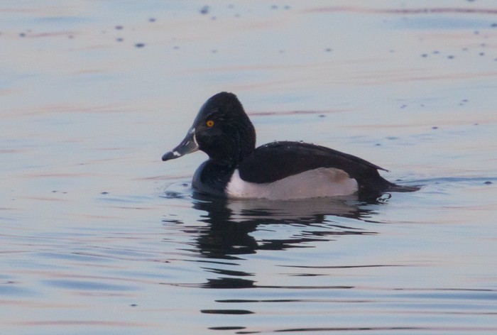 Ring-necked Duck