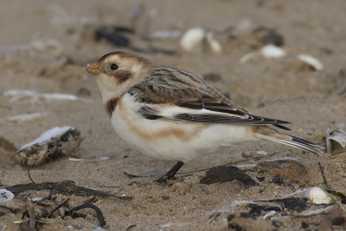 Snow Bunting