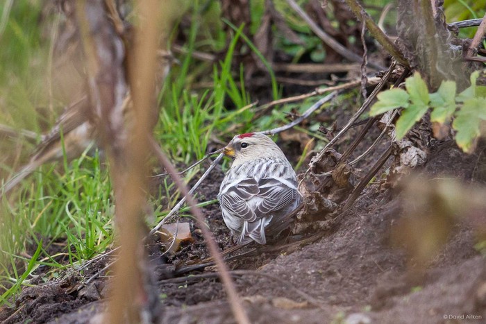 Coues's Arctic Redpoll