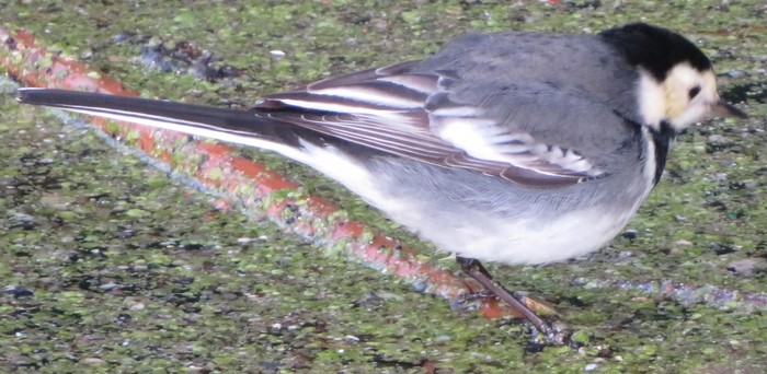 pied/white wagtail?