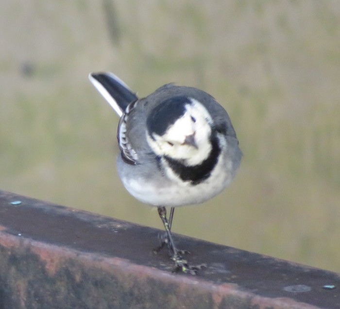 pied/white wagtail?