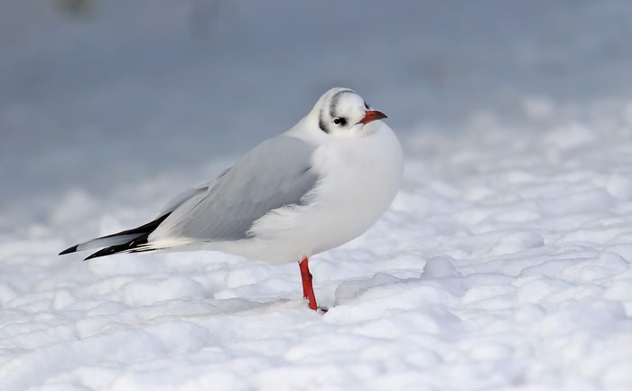 Black-headed Gull