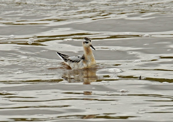 Grey Phalarope