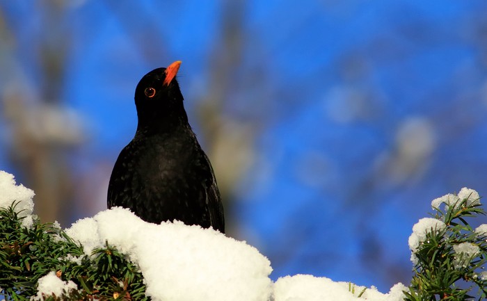 Blackbird