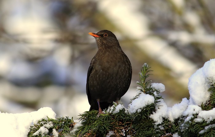 Blackbird