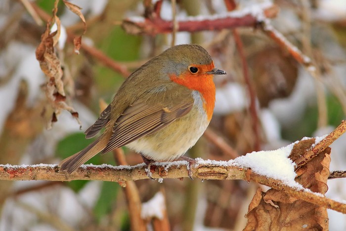 Robin
