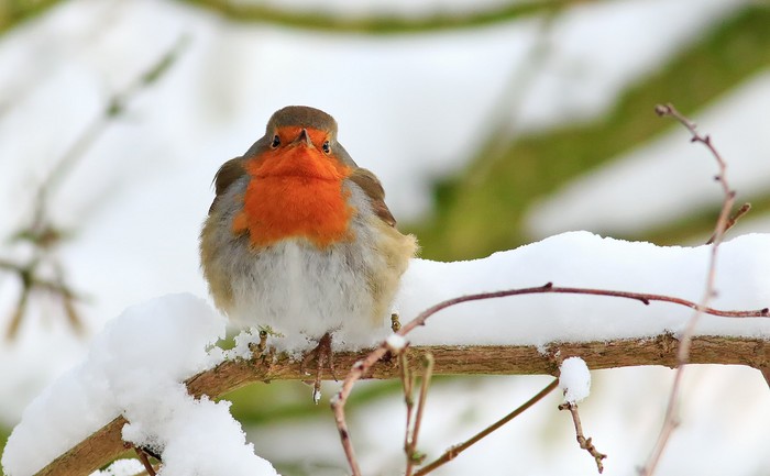 Robin