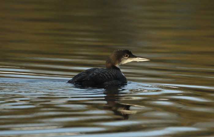 Great Northern Diver