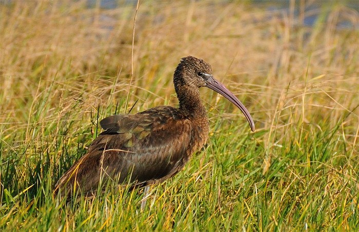 Glossy Ibis