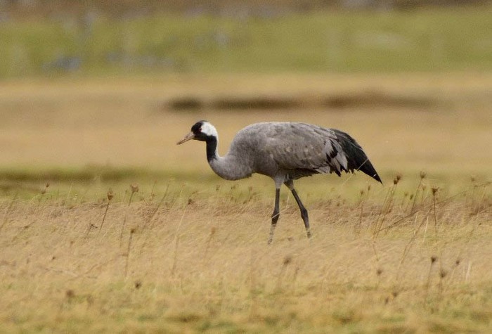 Common Crane