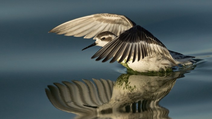 Red-necked Phalarope