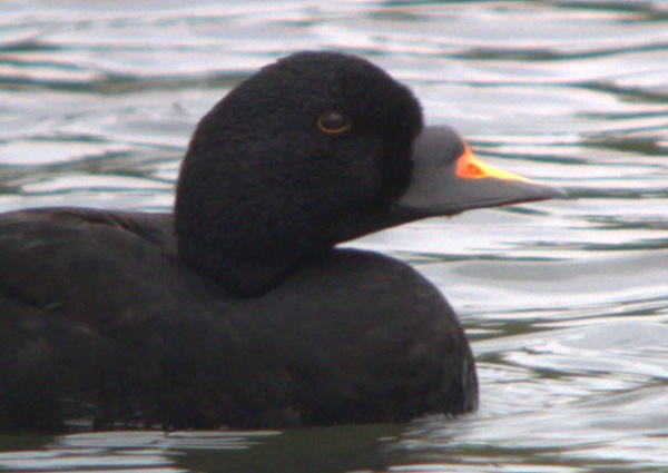 Common Scoter