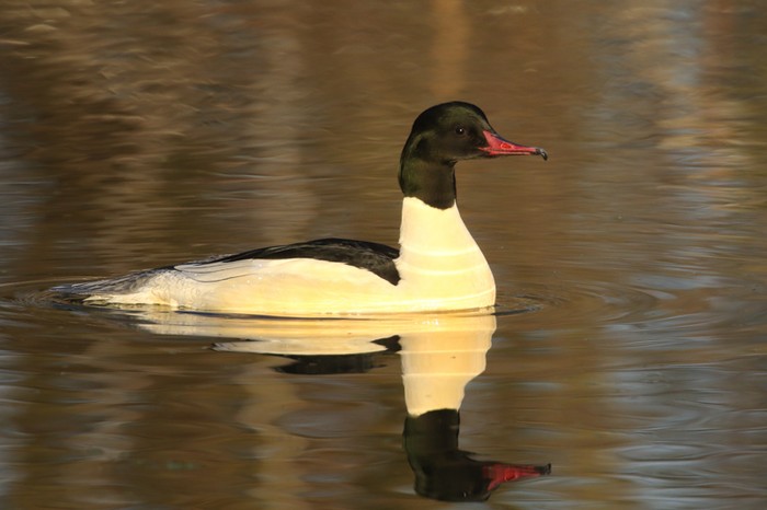 Goosander