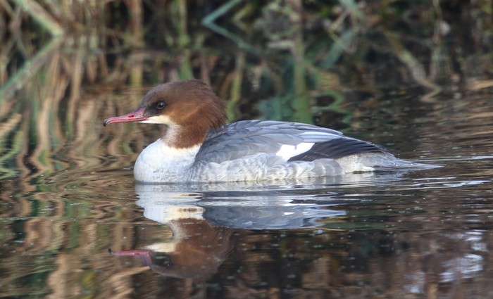 Goosander